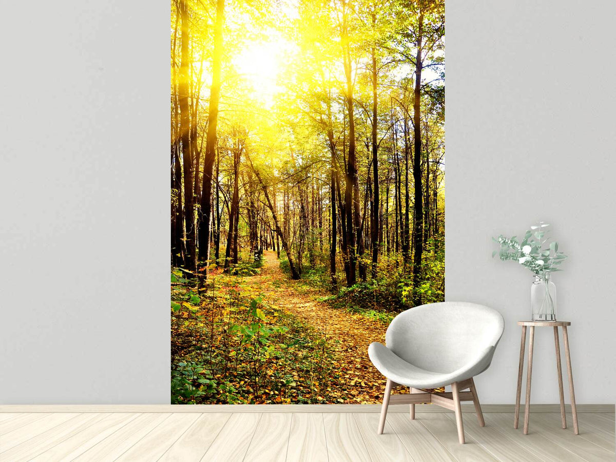 photo-wallpaper-woodland-walk-in-the-autumn-sun