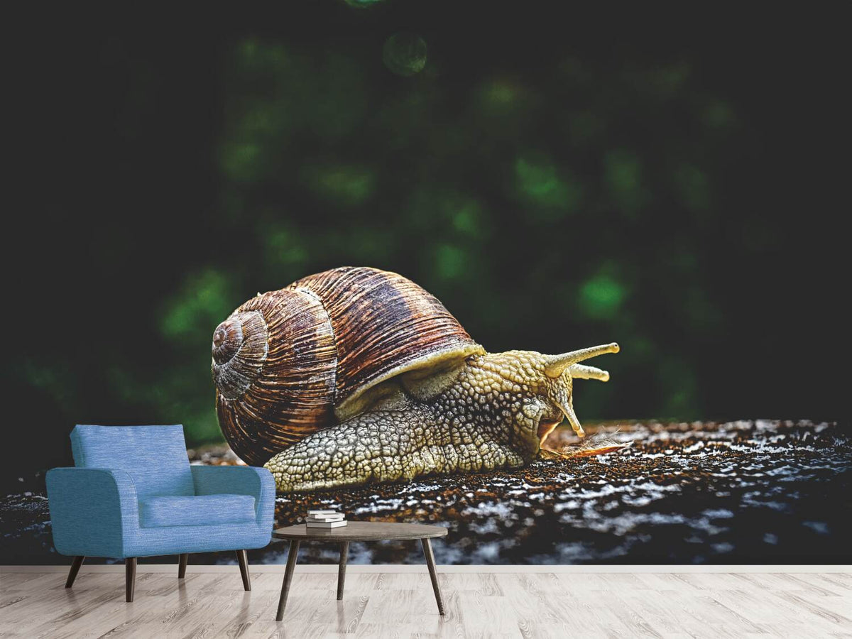 photo-wallpaper-snail-xxl