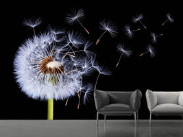 photo-wallpaper-dandelion-blowing