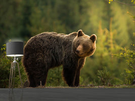 photo-wallpaper-backlit-bear-x