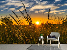 photo-wallpaper-the-sunset-on-the-field